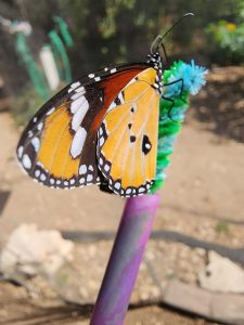 פרפר במשתלת הפרפרים